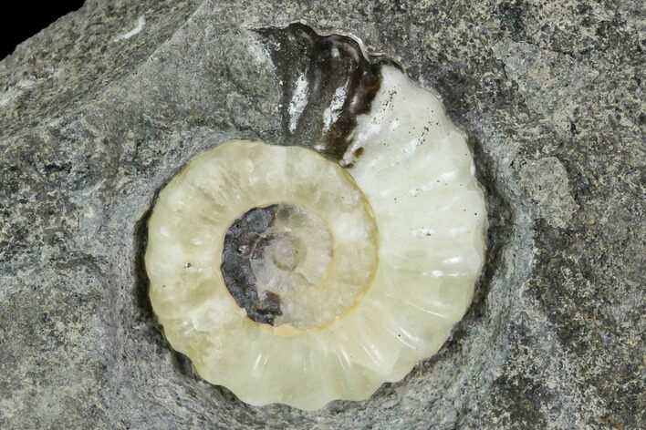 Fossil Ammonite (Promicroceras) - Lyme Regis #110687